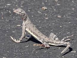 Image result for Dinebra caudata