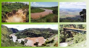 Image result for Pancovia golungensis