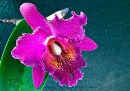 Cattleya Orchid Extremely Fragrant And Beautiful Https Www Aos Org Default Aspx Id 449 Orchid Flower Arrangements Cattleya Orchid Orchids
