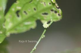 Image result for Micrococca mercurialis