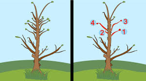 Wait until pruning is optimal. How To Prune Plum Trees 11 Steps With Pictures Wikihow