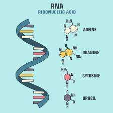 Deoxyribonucleic acid (dna) is a molecule you may for this, they earned the nobel prize in 2006! Rna Podcast Chemistry World