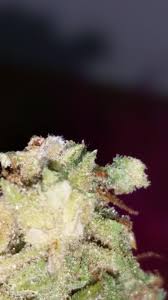Maybe you would like to learn more about one of these? Is This Mold Or Just Stem Hairs Rollitup