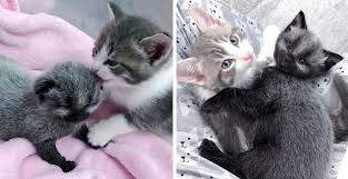 May 04, 2013 · first: Kitten Found Alone Outside Blossoms Into Beautiful Cat And Finds Friend For Life Beautiful Cat Kitten Cats