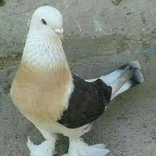 Mokagris Adli Kullanicinin Beautiful Pigeons Panosundaki Pin Guzel Kuslar Evcil Hayvanlar Hayvanlar