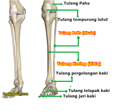 Ini adalah tulang terpanjang di tubuh manusia. Perbedaan Tulang Kering Dan Tulang Betis Beserta Gambar Bedapedia Com