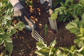 How To Start An Allotment | Stiga