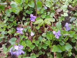 La Violette Viola Est Un Genre De Plantes Herbacees Vivaces Les Violettes Parfumees Viola Odorata Violette De Toulouse Sont Utilisees En Confiserie