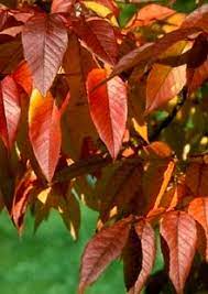The autumn purple ash tree (fraxinus americana autumn purple) is an eastern north american native deciduous tree. Arborist Email