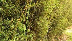 Image result for Oreobambos buchwaldii