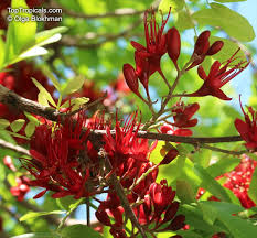 Image result for Schotia brachypetala