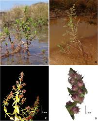 Image result for Hionanthera