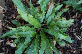 Image result for Asplenium staudtii