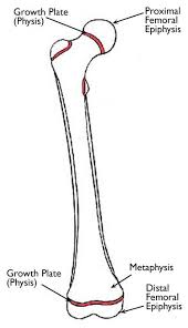 Image result for Hand Growth Plates