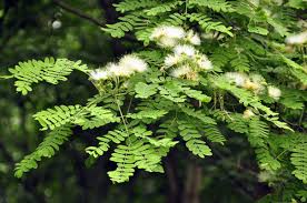 Image result for Albizia procera