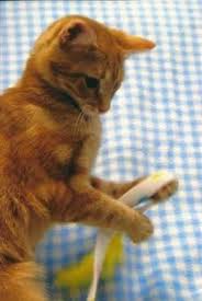 Comparison of 16 orange st, indianapolis, in 46225 with nearby homes: Tabby Orange Boots Small Young Female Cat For Sale In Anderson Indiana Classified Americanlisted Com