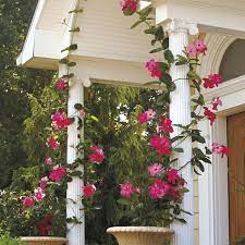 Do all mandevilla plants climb? How To Grow Mandevilla Garden Gate