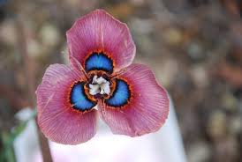 Image result for Moraea niassensis