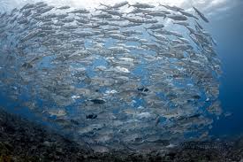 Maybe you would like to learn more about one of these? South Florida Underwater Photography Society Marsha Stamatakis Gallery 2