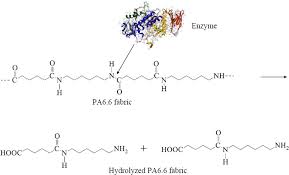 A wide variety of protease enzymes options are available to you Enzymatic Hydrolysis Of Pa6 6 By Protease Enzyme Download Scientific Diagram