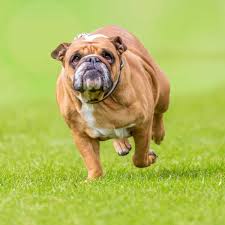 You don't have to make drastic changes to your dog's diet or exercise, and abrupt changes might not even be recommended. How To Help A Dog Lose Weight House That Barks