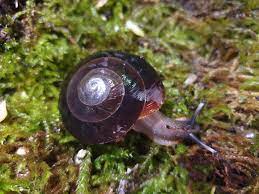 Check spelling or type a new query. Allexotic Caracolus Excellens Et Pleurodonte Isabella Facebook
