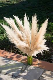 Herbes De La Pampa Pampa Bouquet 10 Tiges Pampa Beige Fleurs Sechees Roseau A Plumes Pampas Fleurs De Pampa Plants Bouquet La Pampa