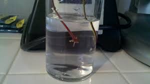 To encourage the cutting to take root, you need to plant it in a soil mixture that contains peat moss, sand, and other types of soil that drain well. Honeysuckle Life With Kali