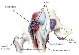 The inguinal ligament supports the muscles that run inferior to its fibers, including the iliopsoas and pectineus muscles of the hip. Snapping Hip Orthoinfo Aaos