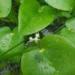 Image result for Heteranthera callifolia