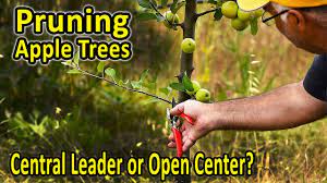 It is crucial, therefore, to know how to prune fruit trees. Pruning Fruit Trees In The Home Orchard A Step By Step Video Guide Youtube