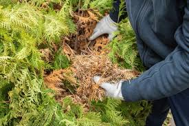 Image result for thuja drying out dead dried symptoms)