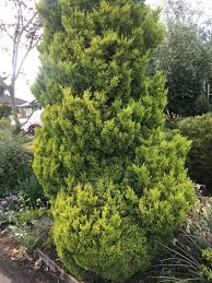 Image result for Cupressus macrocarpa