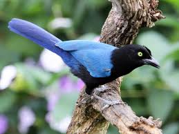 The san blas islands is a group of islands which are located just off the caribbean coast of eastern panama. San Blas Jay Ebird