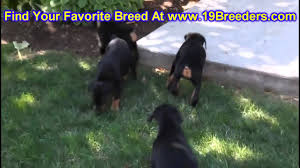 Exellent bloodlines with health testing. Doberman Pinscher Puppies For Sale In Philadelphia Pennsylvania Pa Borough State Erie Yor Youtube