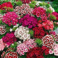 Sweet William Seeds Indian Carpet Dwarf Single Mix Flower Seeds In Packets Bulk Eden Brothers