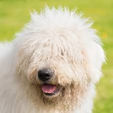 Image result for Komondor