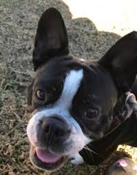 You will see different prices for french bulldogs within the network of uptown as well as all over the internet. Friendly French Bulldog Is Available For Adoption In Temecula Press Enterprise