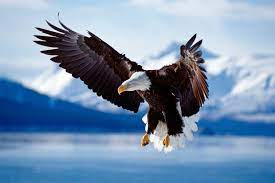 The eagles are an american rock band formed in los angeles in 1971. Mysterious Death Of Bald Eagles In Us Explained By Bromide Poisoning New Scientist