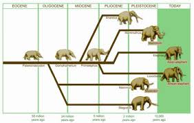 Mammoth Vs Mastodon Difference And Comparison Diffen