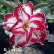 Anda yang memiliki hobi berkebun, tentu sudah tidak asing dengan tanaman hias adenium. Jual Tanaman Hias Adenium Agustus 2021 Banyak Pilihan Harga Murah Blibli