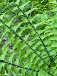 Image result for Adiantum patens