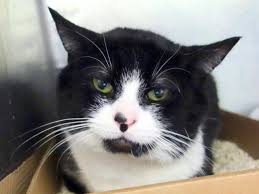 Yes, cucumbers (as well as many other vegetables) are safe for cats to eat. Pulled By Anjellicle Cats Rescue Nyc Sweet Friendly Boy To Be Destroyed 02 09 15 Goatee Shy Sweet Can Describe Thi Cats Cat Adoption Cats And Kittens