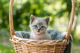 ilk kedisini sahipleneceklere tavsiyeler enpati net kedi bakimi