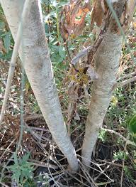 Image result for Pittosporum mildbraedii