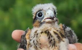 Free fire clu character trailer. Endangered Aplomado Falcons Numbers Begin To Soar Again Aransas Victoriaadvocate Com