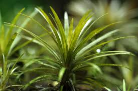 Image result for Syngonanthus