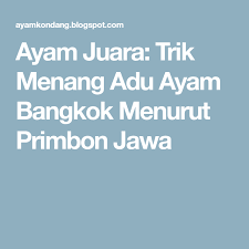 Ayam jago sering digunakan sebagai hewan aduan, namanya sabung ayam atau laga ayam. Ayam Juara Trik Menang Adu Ayam Bangkok Menurut Primbon Jawa Bangkok Juara