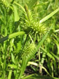 Image result for Carex lycurus
