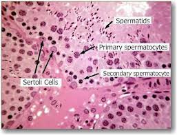 The human testicular parenchyma contains several important structures. Male Reproductive 3 Seminiferous Tubules